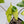 Alocasia Macrorrhiza 'Stingray' Variegated (wk35-V)