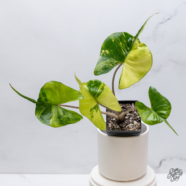 Alocasia Macrorrhiza 'Stingray' Variegated (wk35-V)