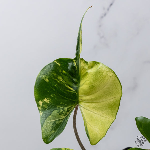 Alocasia Macrorrhiza 'Stingray' Variegated (wk35-V)