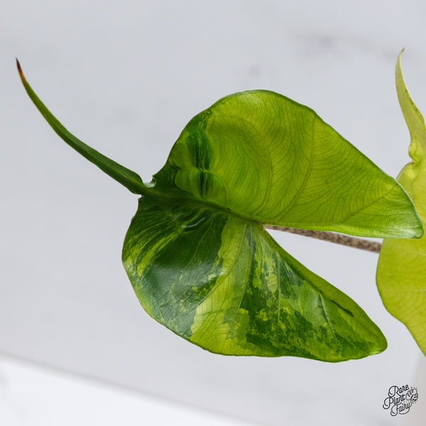 Alocasia Macrorrhiza 'Stingray' Variegated (wk35-V)