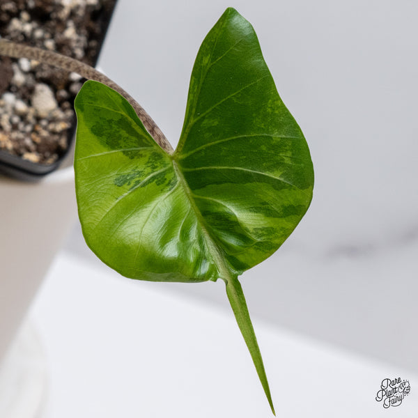 Alocasia Macrorrhiza 'Stingray' Variegated (wk35-V)