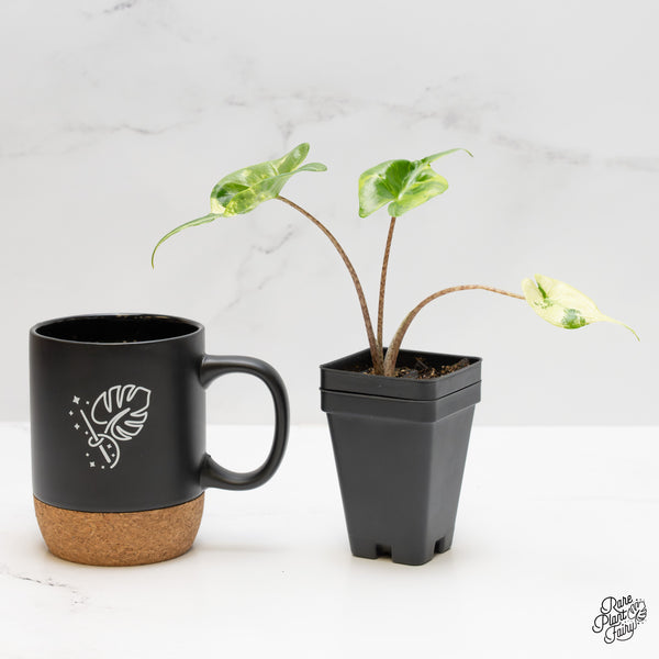 Alocasia Macrorrhiza 'Stingray' Aurea Variegated (wk52-S)