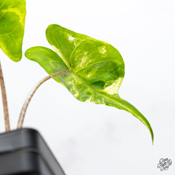 Alocasia Macrorrhiza 'Stingray' Aurea Variegated (wk52-S)