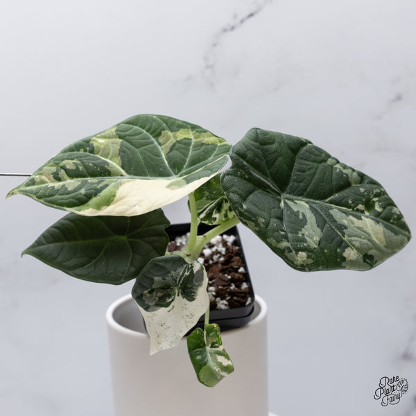 Alocasia Maharani Albo Variegated (wk35-Z)