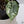 Alocasia Maharani Albo Variegated (wk35-Z)