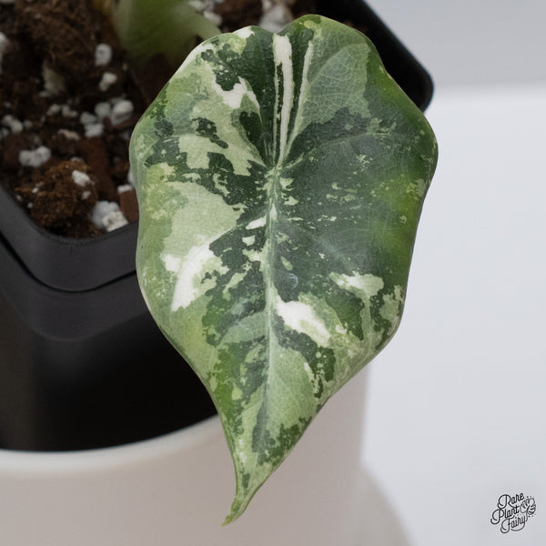 Alocasia Maharani Albo Variegated (wk35-Z)