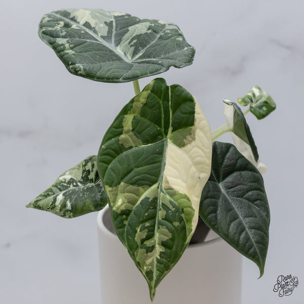 Alocasia Maharani Albo Variegated (wk35-Z)