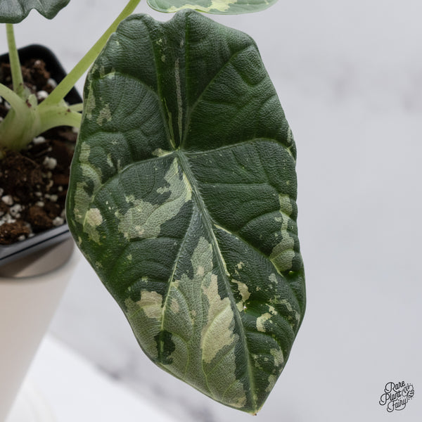 Alocasia Maharani Albo Variegated (wk35-Z)