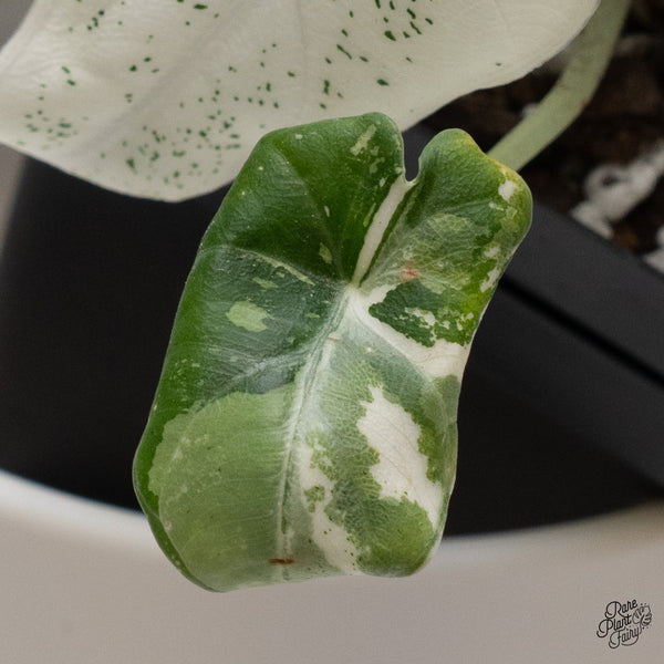 Alocasia Maharani Albo Variegated (wk35-Z)
