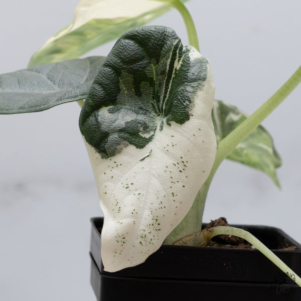 Alocasia Maharani Albo Variegated (wk35-Z)