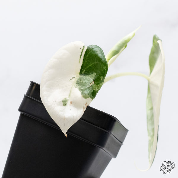 Alocasia Maharani Albo Variegated (wk36-P)