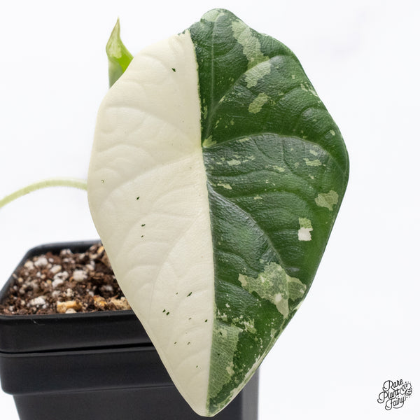 Alocasia Maharani Albo Variegated (wk36-P)