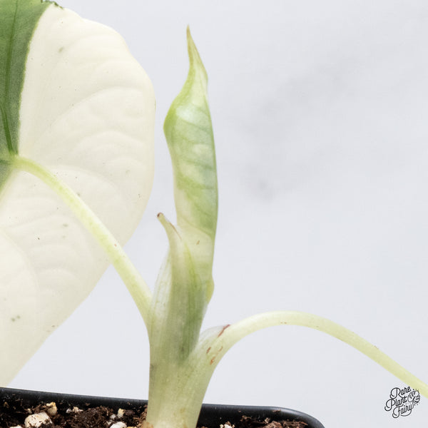 Alocasia Maharani Albo Variegated (wk36-P)