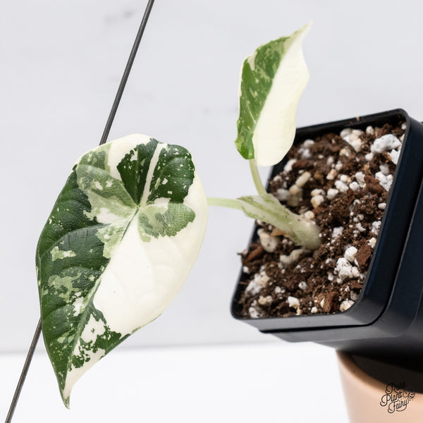Alocasia Maharani Albo Variegated (wk37-W)