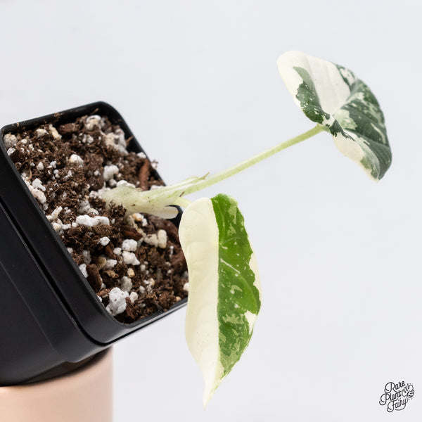 Alocasia Maharani Albo Variegated (wk37-W)