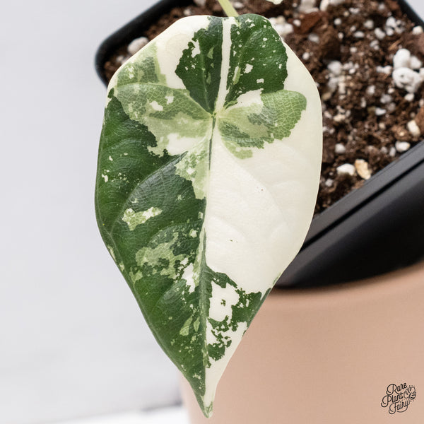 Alocasia Maharani Albo Variegated (wk37-W)