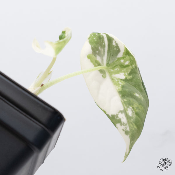 Alocasia Maharani Albo Variegated (wk37-W)