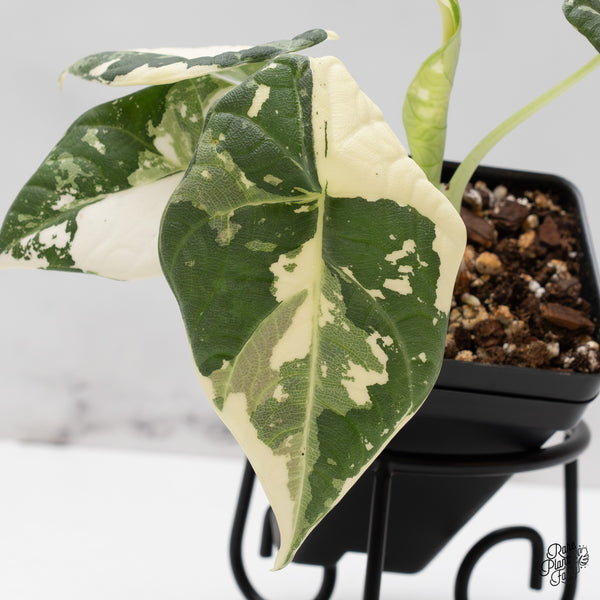 Alocasia Maharani Albo Variegated (wk47-C)