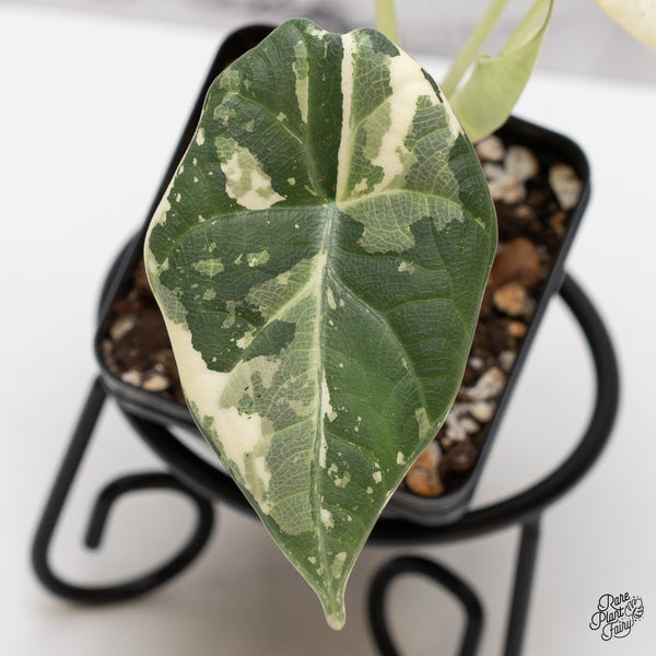 Alocasia Maharani Albo Variegated (wk47-C)