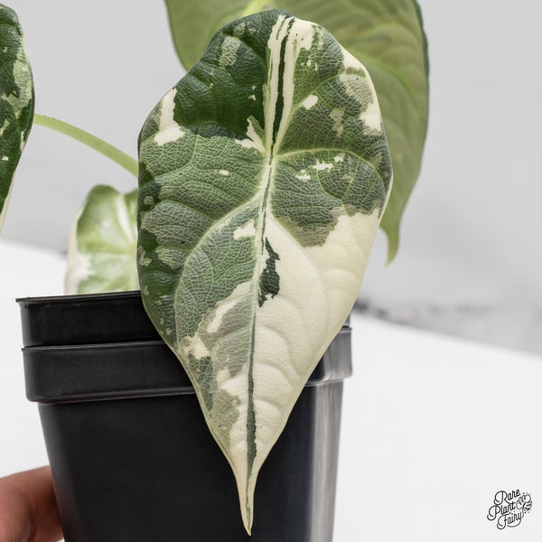 Alocasia Maharani Albo Variegated (wk50-L)