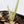 Alocasia Melo Albo Variegated (wk37-J) *Half Moon*