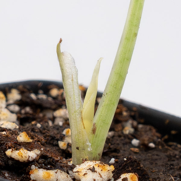 Alocasia Melo Albo Variegated (wk37-J) *Half Moon*