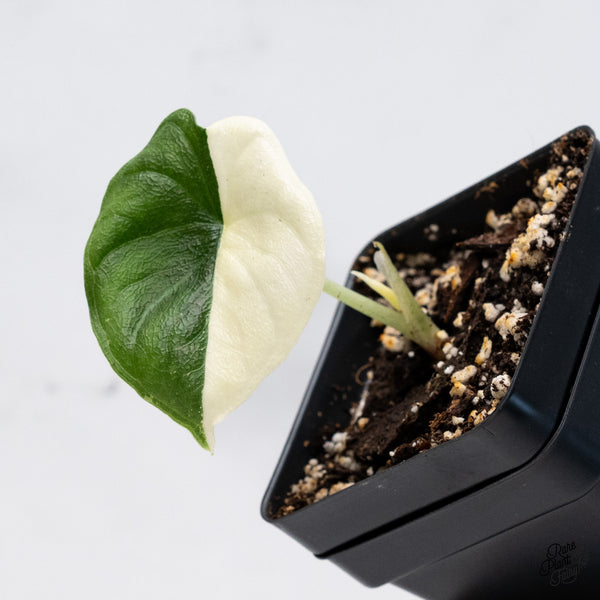 Alocasia Melo Albo Variegated (wk37-J) *Half Moon*