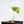 Alocasia Melo Albo Variegated (wk37-J) *Half Moon*