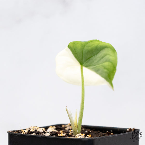 Alocasia Melo Albo Variegated (wk37-J) *Half Moon*