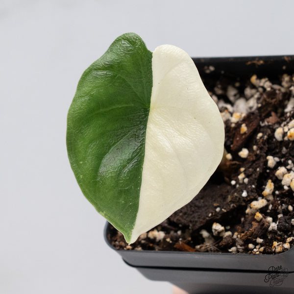 Alocasia Melo Albo Variegated (wk37-J) *Half Moon*