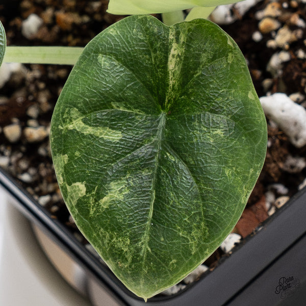 Alocasia Melo Tricolor Variegated (wk35-AB)