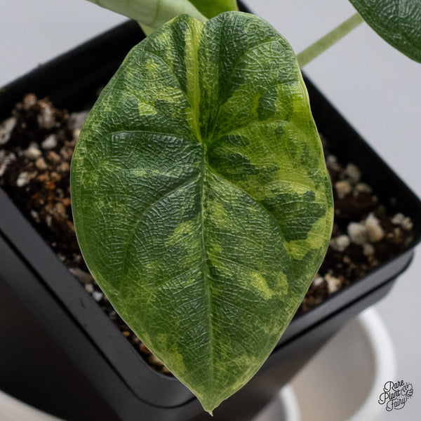 Alocasia Melo Tricolor Variegated (wk35-AB)