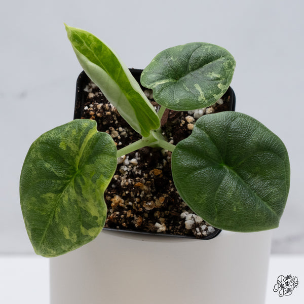 Alocasia Melo Tricolor Variegated (wk35-AB)
