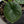 Alocasia Melo Tricolor Variegated (wk35-AB)