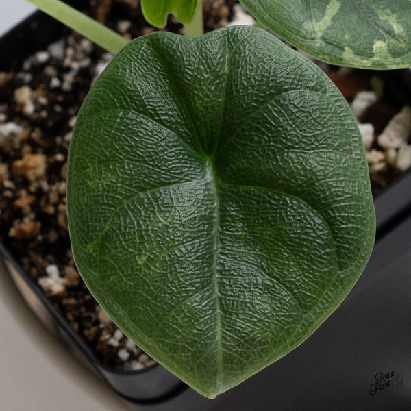 Alocasia Melo Tricolor Variegated (wk35-AB)
