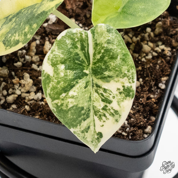 Alocasia Melo Tricolor Variegated (wk4-T)