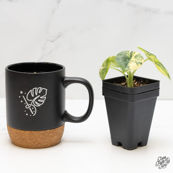 Alocasia Melo Tricolor Variegated (wk6-B)