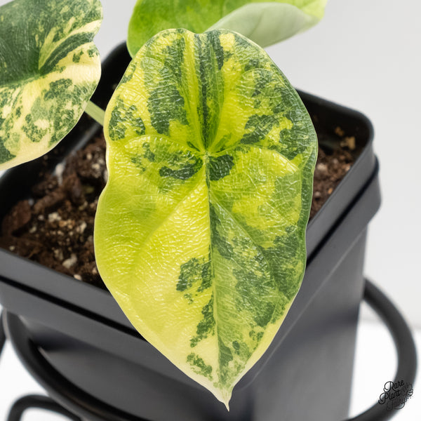 Alocasia Melo Tricolor Variegated (wk6-B)