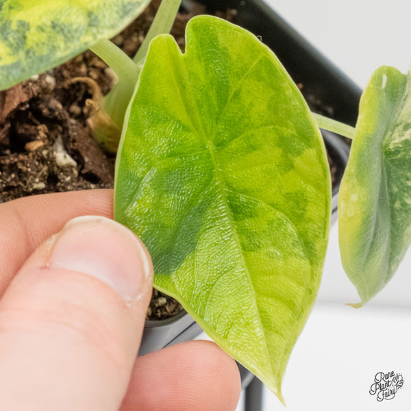 Alocasia Melo Tricolor Variegated (wk6-B)