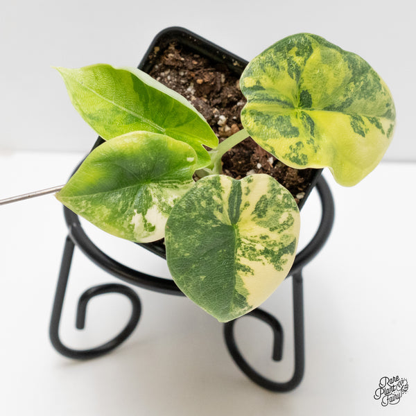 Alocasia Melo Tricolor Variegated (wk6-B)
