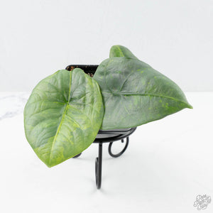 Alocasia 'Nebula' Aurea Variegated (wk21-UU)