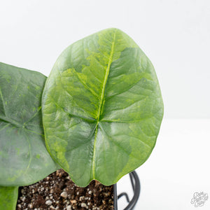 Alocasia 'Nebula' Aurea Variegated (wk21-UU)