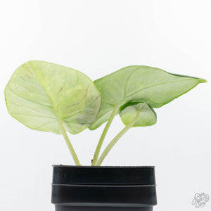 Alocasia 'Nebula' Aurea Variegated (wk21-UU)