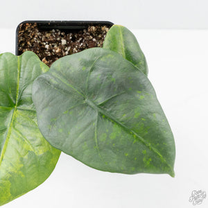Alocasia 'Nebula' Aurea Variegated (wk21-UU)