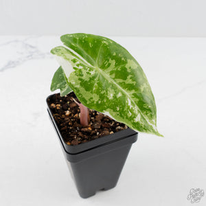 Alocasia 'Pink Dragon' Albo Variegated (wk38-L285)