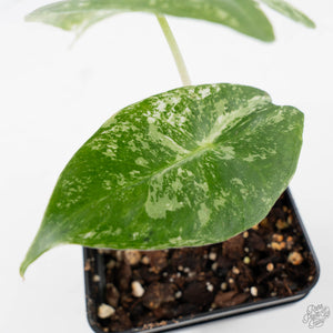 Alocasia 'Pink Dragon' Albo Variegated (wk38-L285)