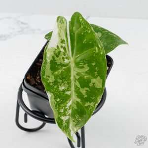 Alocasia 'Pink Dragon' Albo Variegated (wk38-L285)