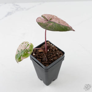 Alocasia 'Plumbea' Pink Variegated Milky Way (wk42-U171)