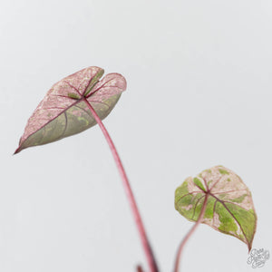 Alocasia 'Plumbea' Pink Variegated Milky Way (wk42-U171)