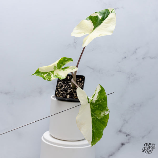 Alocasia Portodora Albo Variegated (wk35-A)